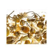 Pradera de Manzanilla - Althaus