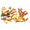 Alga Ascophyllum Nodosum