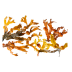 Alga Ascophyllum Nodosum