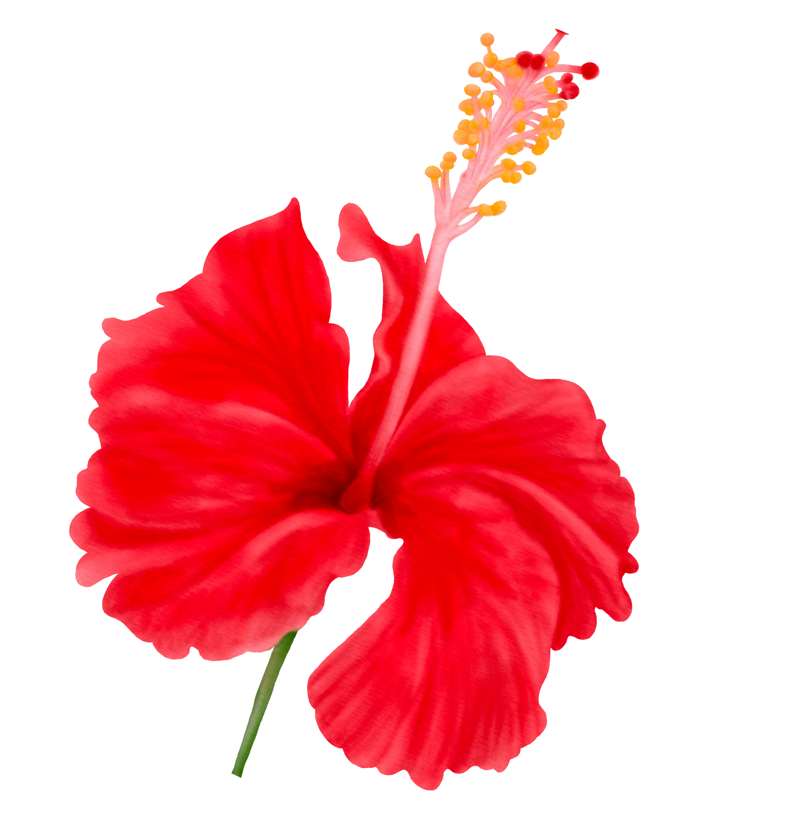 Flor De Hibisco