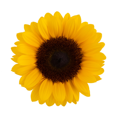 Girasol