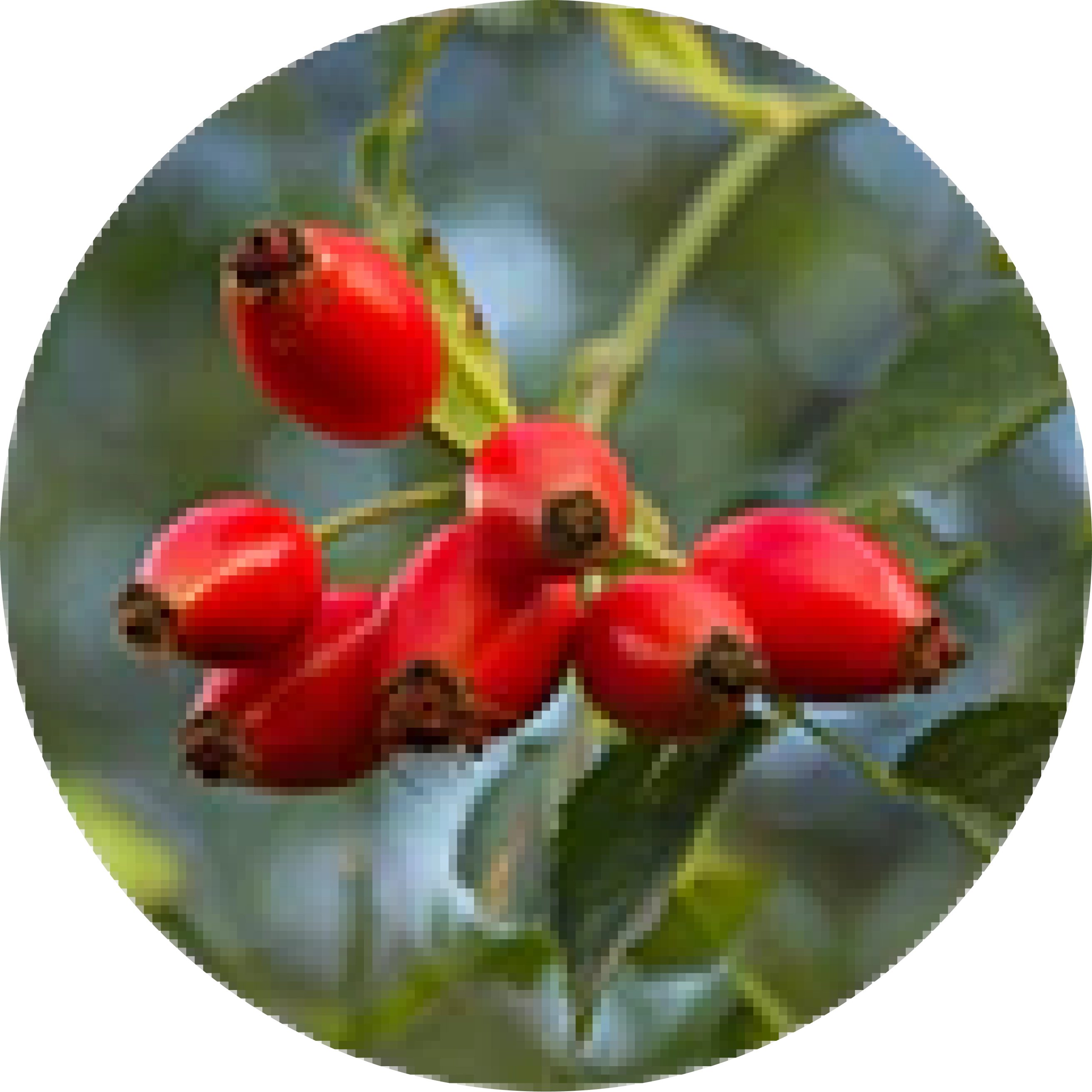 Escaramujo