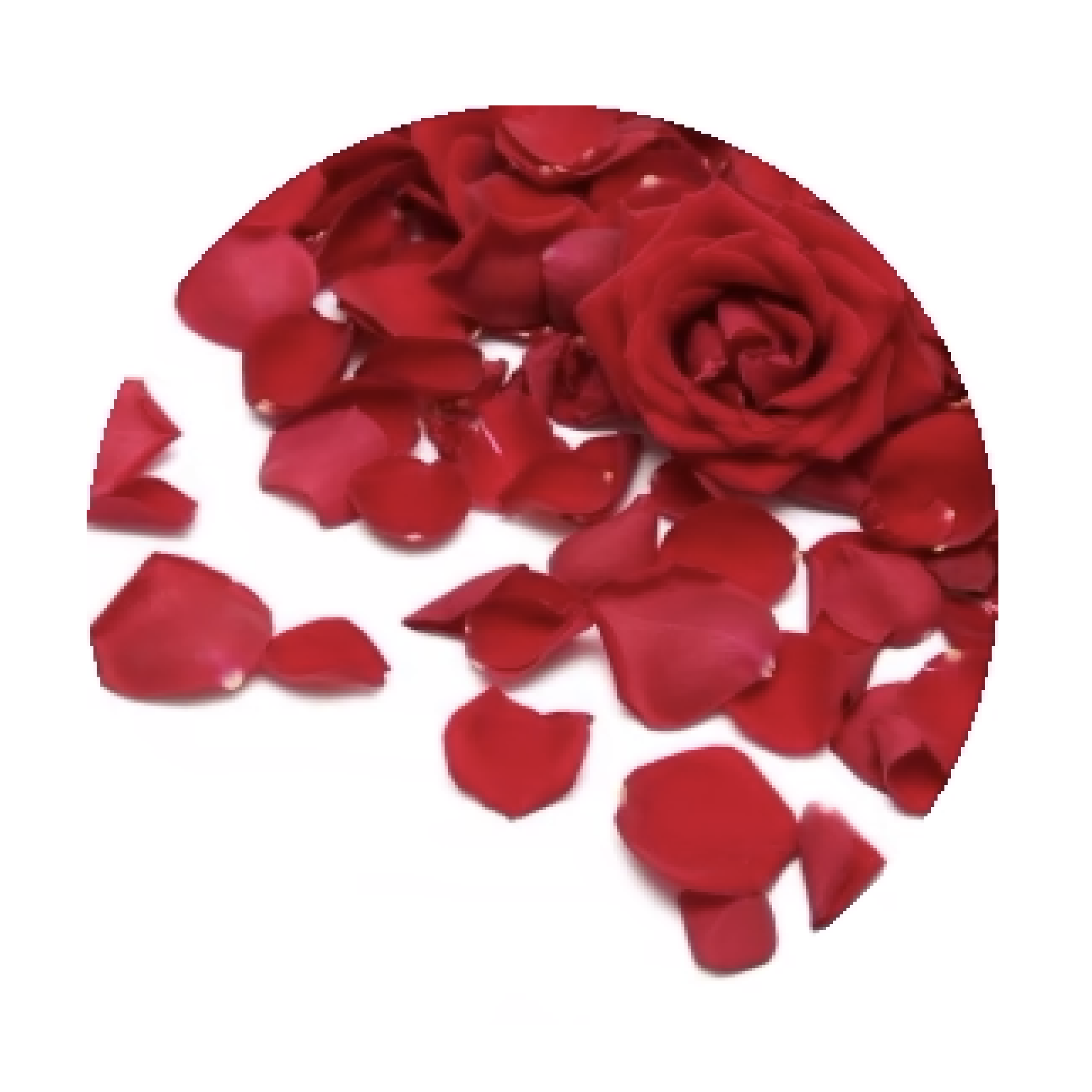 Pétalos de Rosa