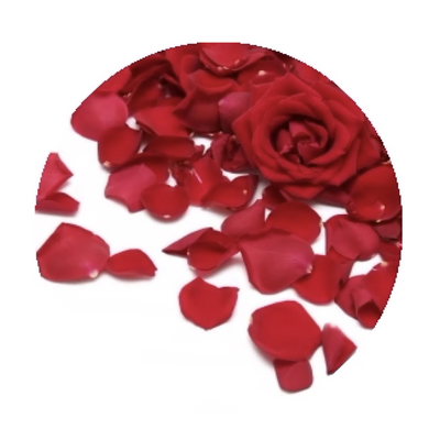 Pétalos de Rosa