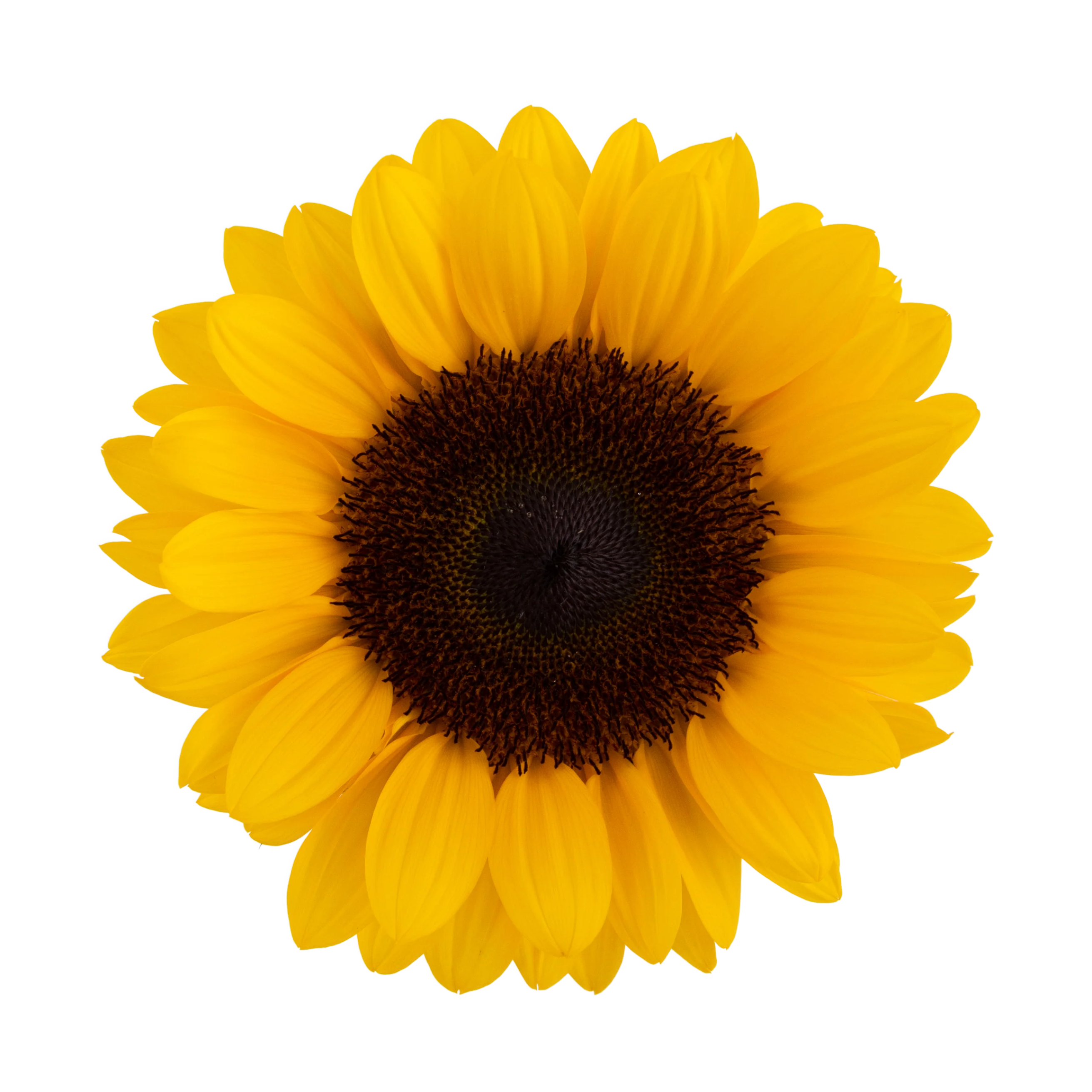 Girasol