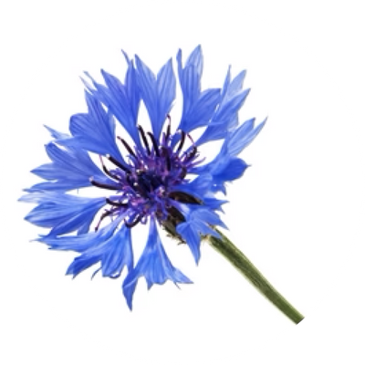 Flores de Aciano