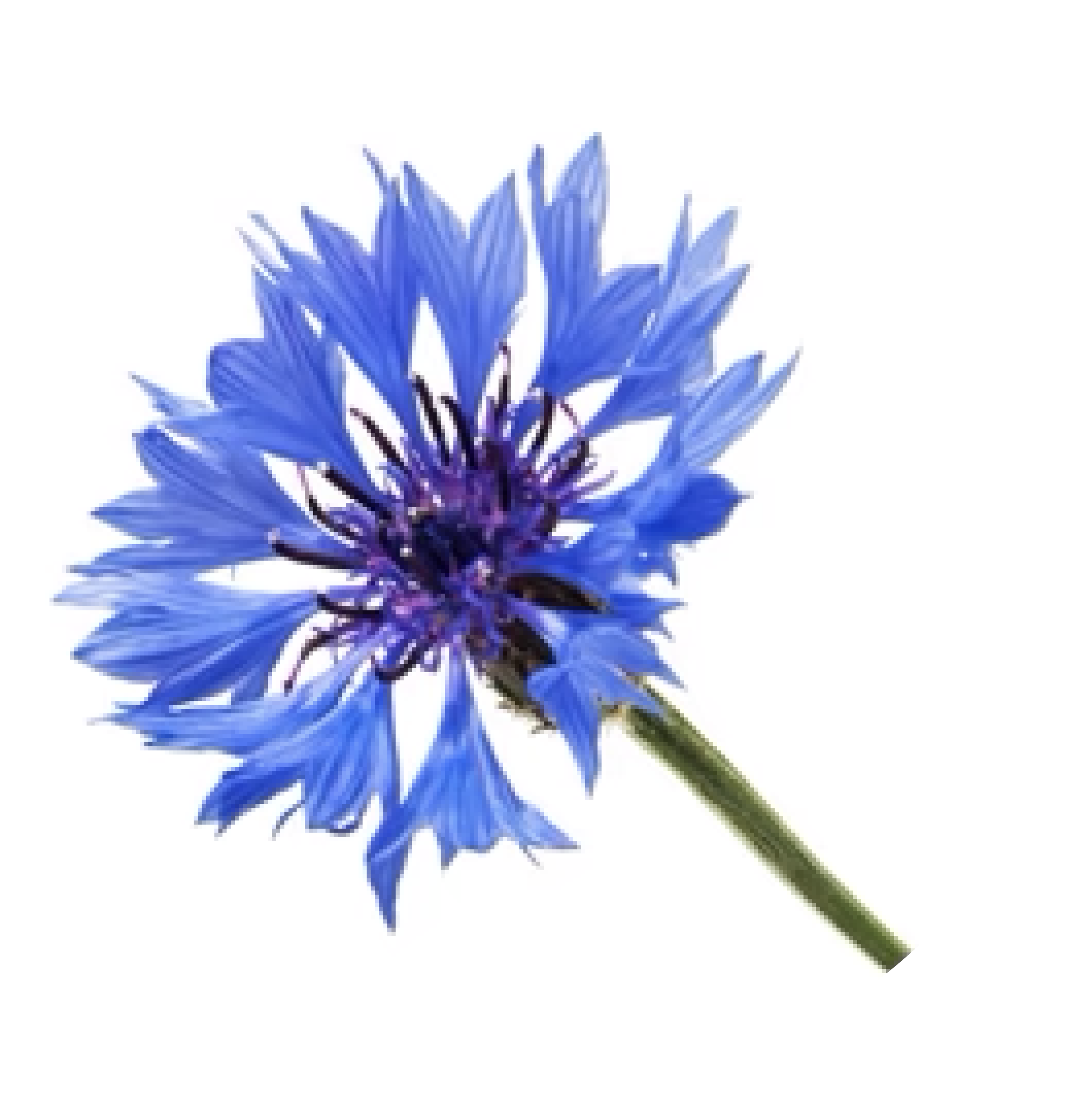Flores de aciano