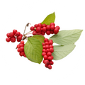 Schisandra
