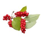 Schisandra